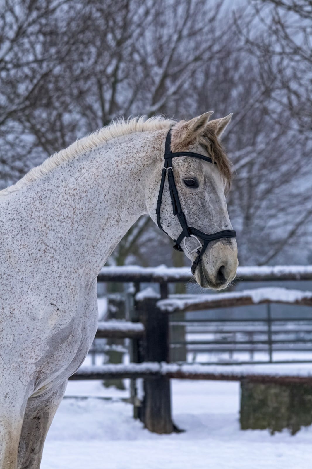 Paarden foto 4